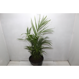 ARECA BAMBU P24