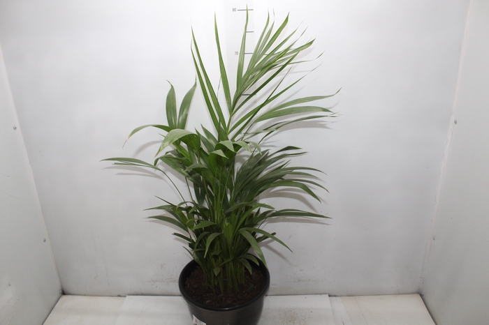 <h4>ARECA BAMBU P24</h4>