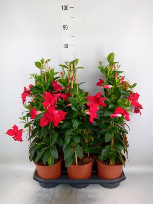 <h4>Mandevilla sand. 'SumStar Red'</h4>