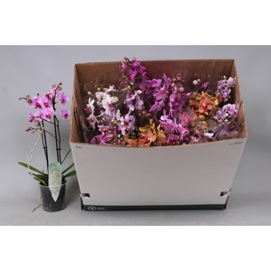 PHAL MF GEM 8 KL
