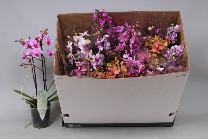 <h4>PHAL MF GEM 8 KL</h4>