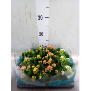 Kalanchoe   ...mini