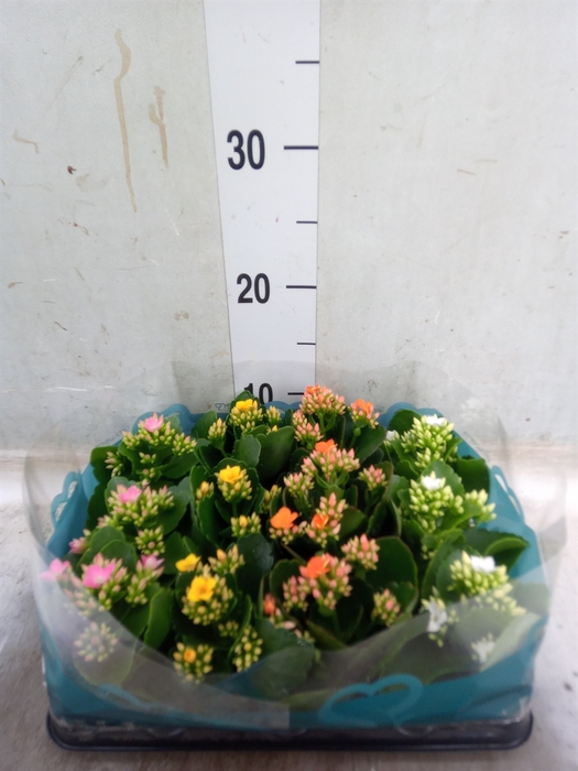 <h4>Kalanchoe   ...mini</h4>