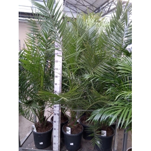 Phoenix canariensis
