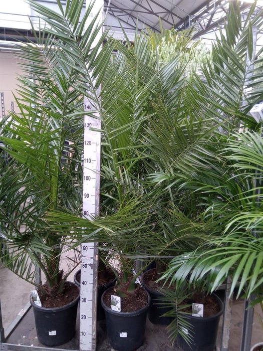 <h4>Phoenix canariensis</h4>