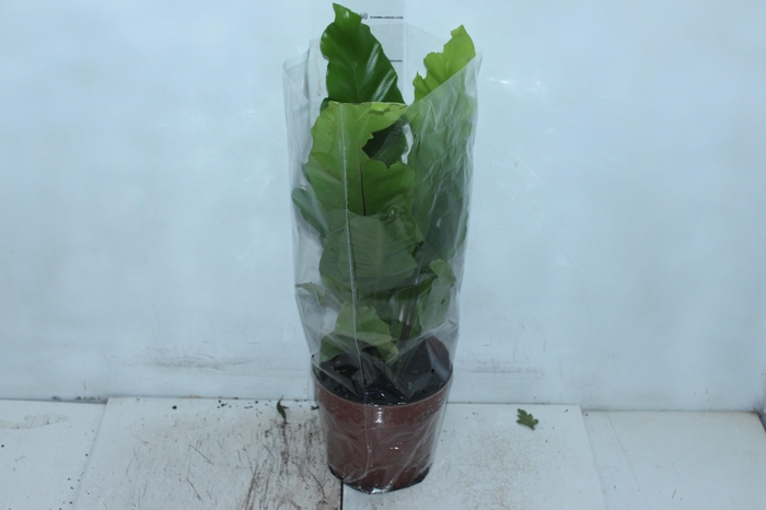 <h4>ASPLENIUM NIDUS P17</h4>