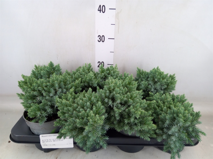<h4>Juniperus squamata 'Blue Star'</h4>