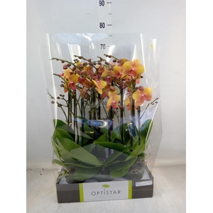 Phalaenopsis   ...orange