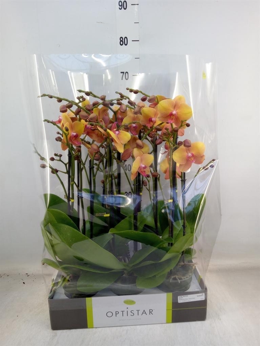 <h4>Phalaenopsis   ...orange</h4>