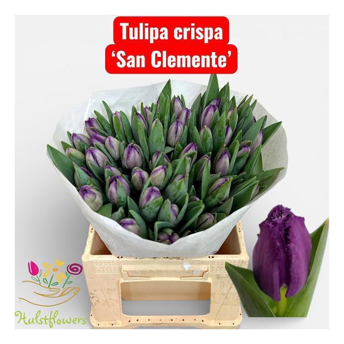 <h4>Tu Fr San Clemente</h4>