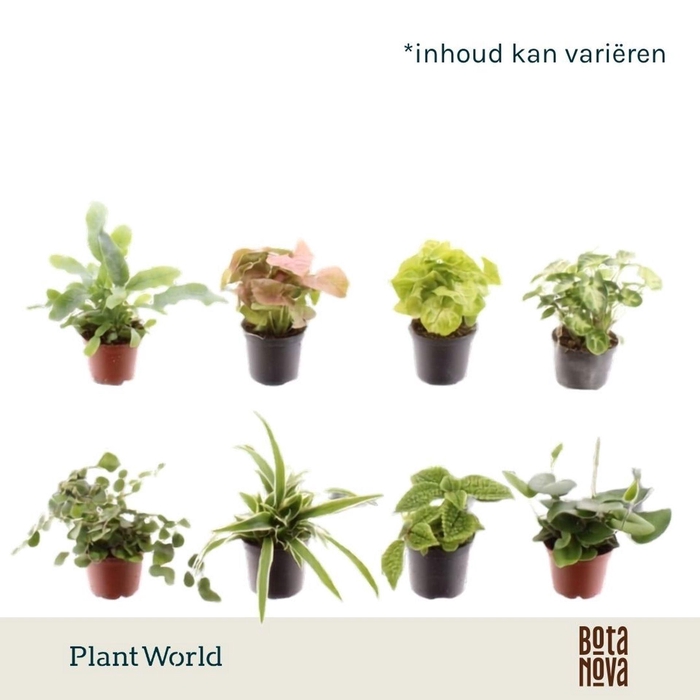 <h4>kamerplanten</h4>