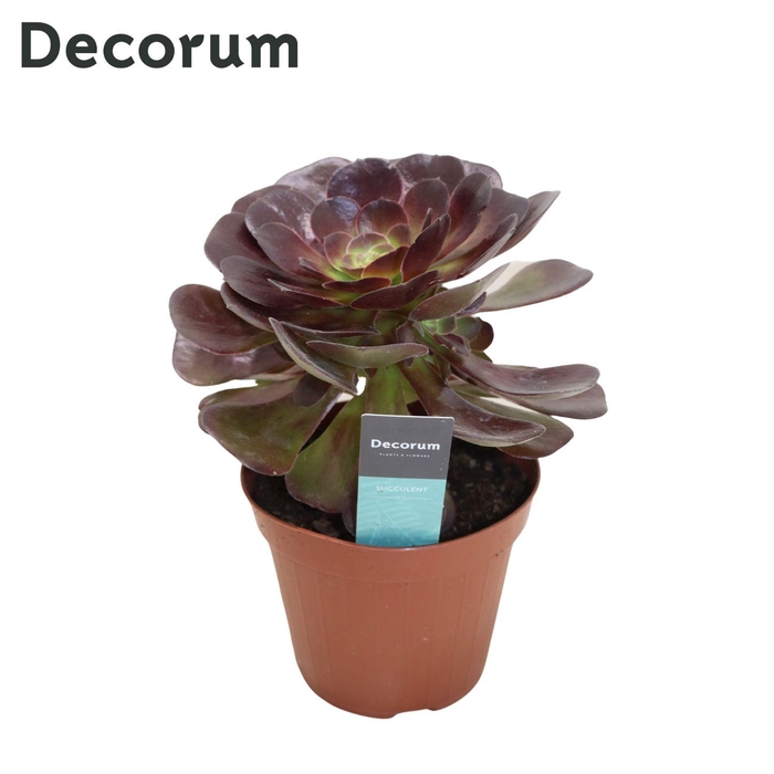 <h4>Aeonium Bushing Beauty (Decorum) Decorum+Steker</h4>