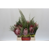 BQ Protea Cynaroides SFB