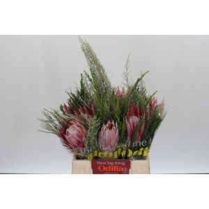 BQ Protea Cynaroides SFB