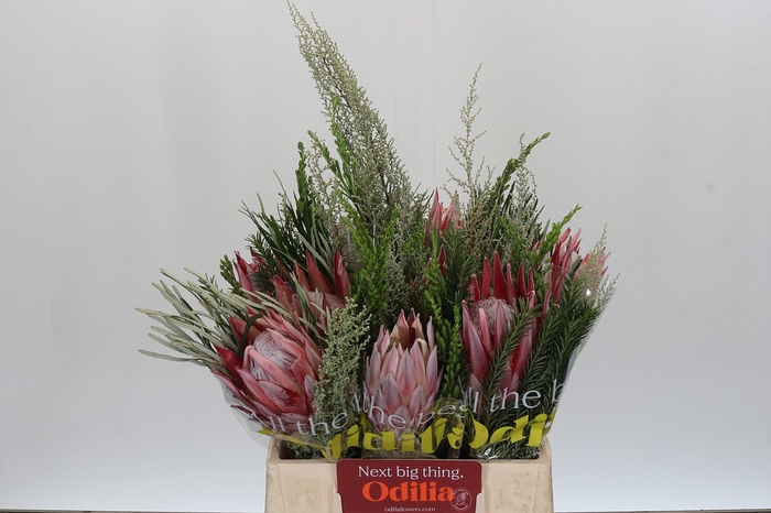 <h4>BQ Protea Cynaroides SFB</h4>
