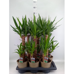 Yucca   ...