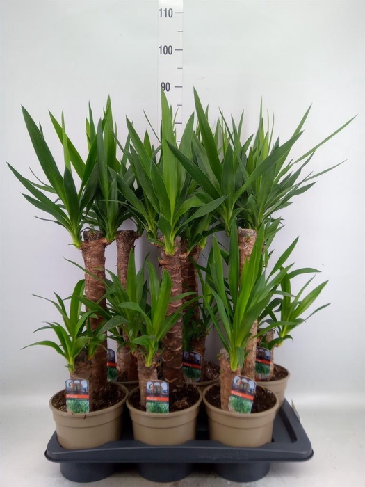 Yucca   ...