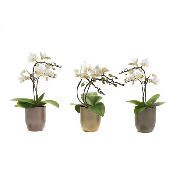 <h4>Hugo Luxury Mix Tiny Dolls Wild 3/4T18+ Aqu@</h4>