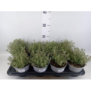 Thymus citriodorus 'Silver Queen'