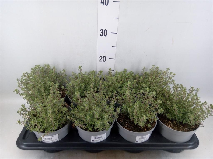 <h4>Thymus citriodorus 'Silver Queen'</h4>