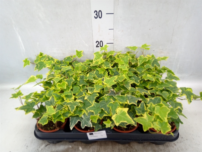 <h4>Hedera helix 'Goldchild'</h4>