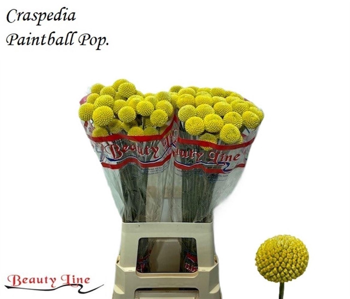 <h4>Craspedia Paintball Pop</h4>