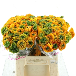 Ran Ponpon Sr Merlino Orange Extra