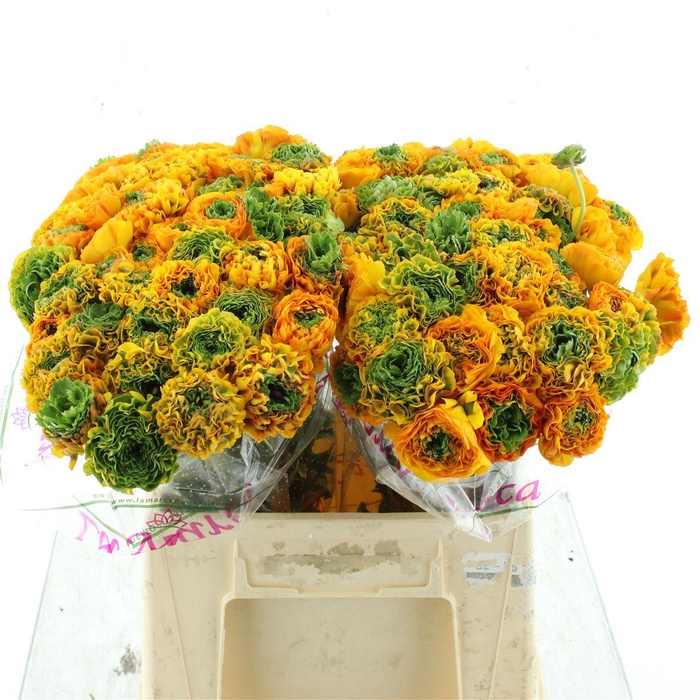 <h4>Ran Ponpon Sr Merlino Orange Extra</h4>