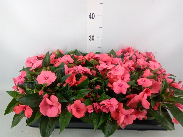 <h4>Impatiens NG 'Tamarinda Salmon'</h4>
