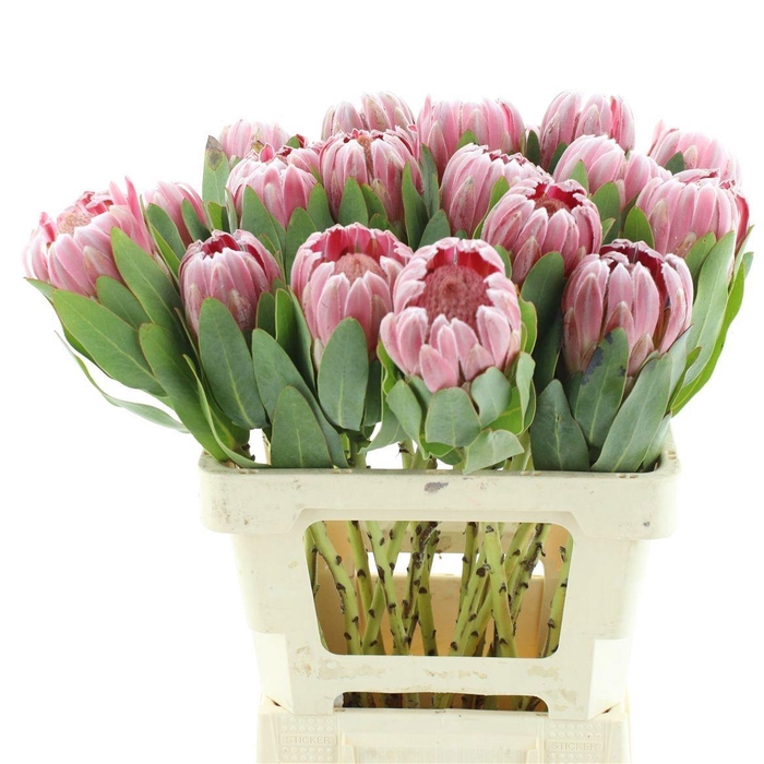 <h4>PROTEA CARDINAL</h4>