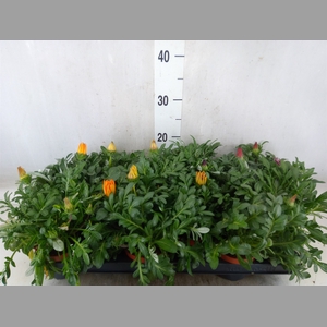 Gazania   ...mix