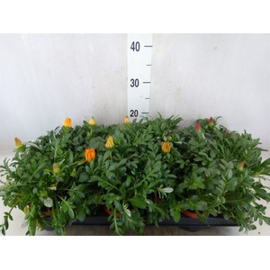Gazania   ...mix