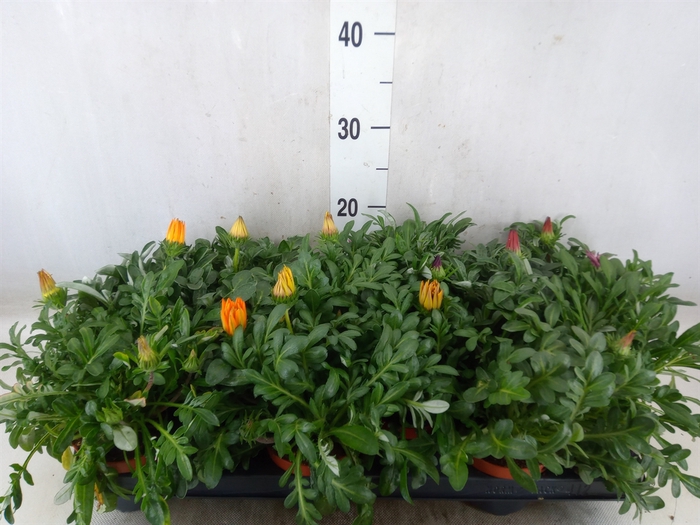 <h4>Gazania   ...mix</h4>