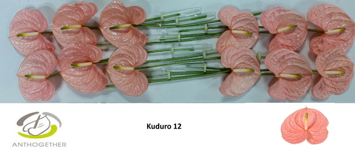 <h4>ANTH A KUDURO 12</h4>