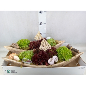 Arr.  Sempervivum L%
