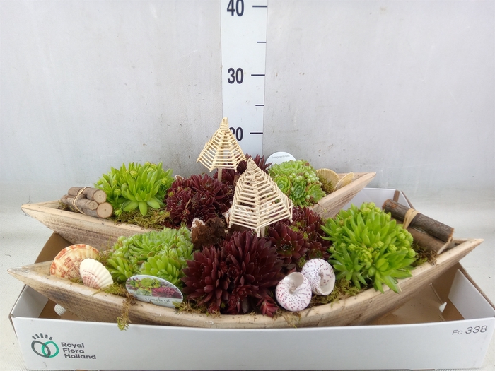 <h4>Arr.  Sempervivum L%</h4>