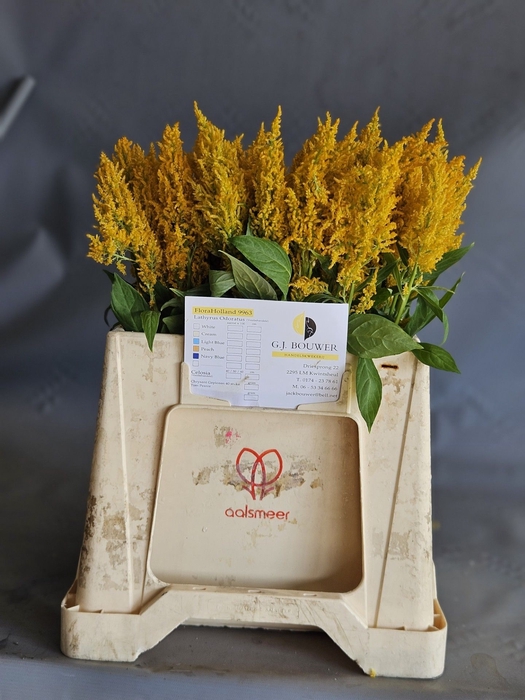 <h4>CEL P SUNDAY YELLOW</h4>