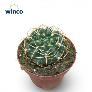 CACTUS OV