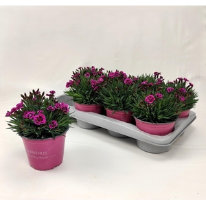 DIAN PICTURE PERFECT