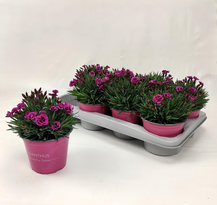 <h4>DIAN PICTURE PERFECT</h4>