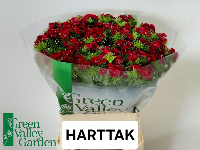 <h4>DI BARB S WILL RED</h4>