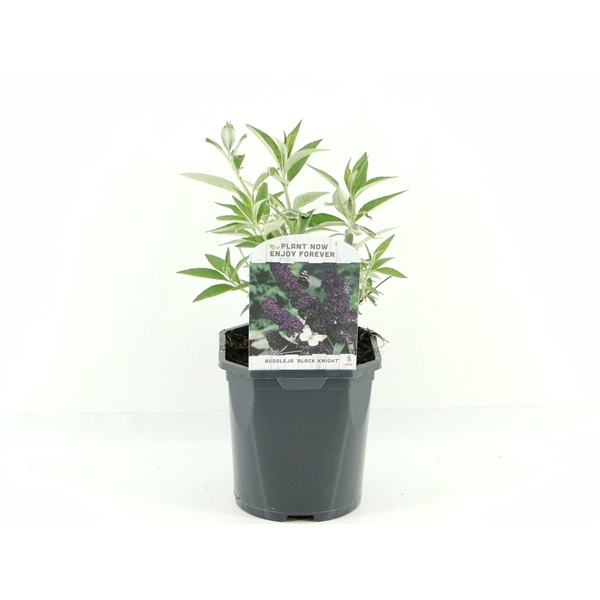 <h4>Buddleja dav. Black Knight</h4>