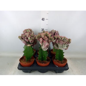 Euphorbia lactea