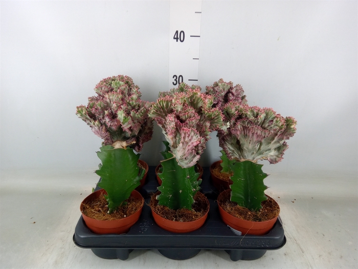 <h4>Euphorbia lactea</h4>