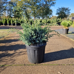 Juniperus chin. 'Blue Alps' C8