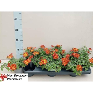 BIDENS SOLAIRE STAR