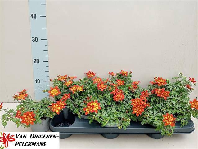 <h4>BIDENS SOLAIRE STAR</h4>