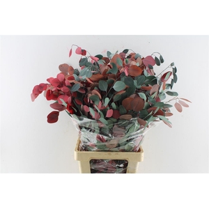 Euca Populus Stab. Mix