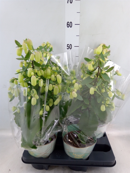 <h4>Kalanchoe  'Magic Bell'</h4>