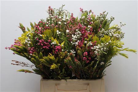 <h4>Sfb Greens</h4>